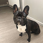 Balou participe au concours pour gagner de l'argent avec cette photo : animal, black_dog, brindle, centered_subject, dog, door, floor, french_bulldog, hallway, home, indoors, looking_at_camera, pet, portrait, radiator, short_snout, sitting, upright_ears, white_chest, wood_floor