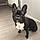 Balou