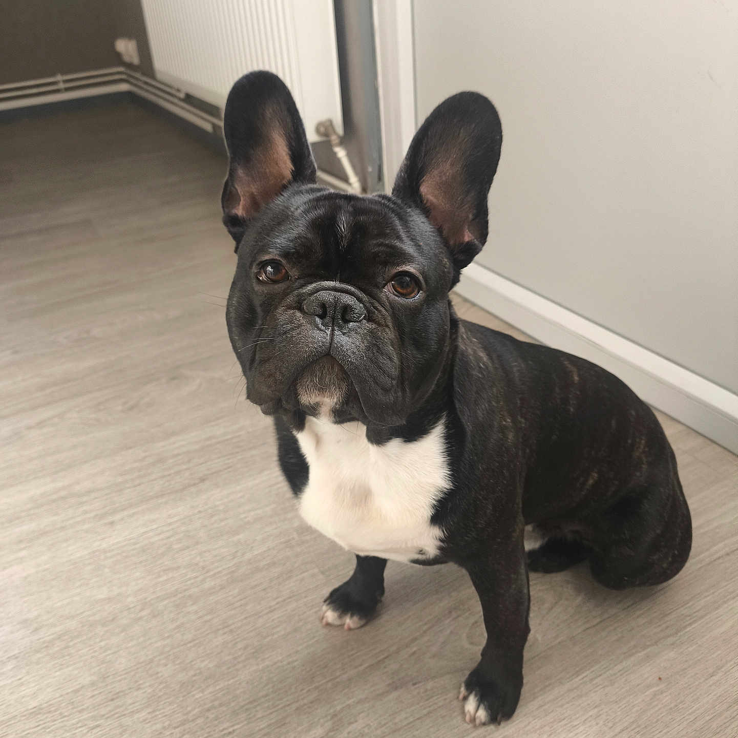 Balou