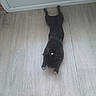 Balou a rejoint le concours — aidez-le/la à gagner de superbes lots !  귀여운, animal, black_dog, camera_view, cute, dog, floor, home, indoor, long_body, lying_down, pet, puppy, resting, room, small_dog, sock, white_marking, white_paws, wood_floor