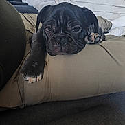 Balou a rejoint le concours — aidez-le/la à gagner de superbes lots ! dog, puppy, black_dog, sleepy, resting, pillow, couch, indoor, paw, wrinkled_face, close_up, nose, adorable, pet_portrait, home_interior, brick_wall, human_leg, socks, khaki_pants, companion