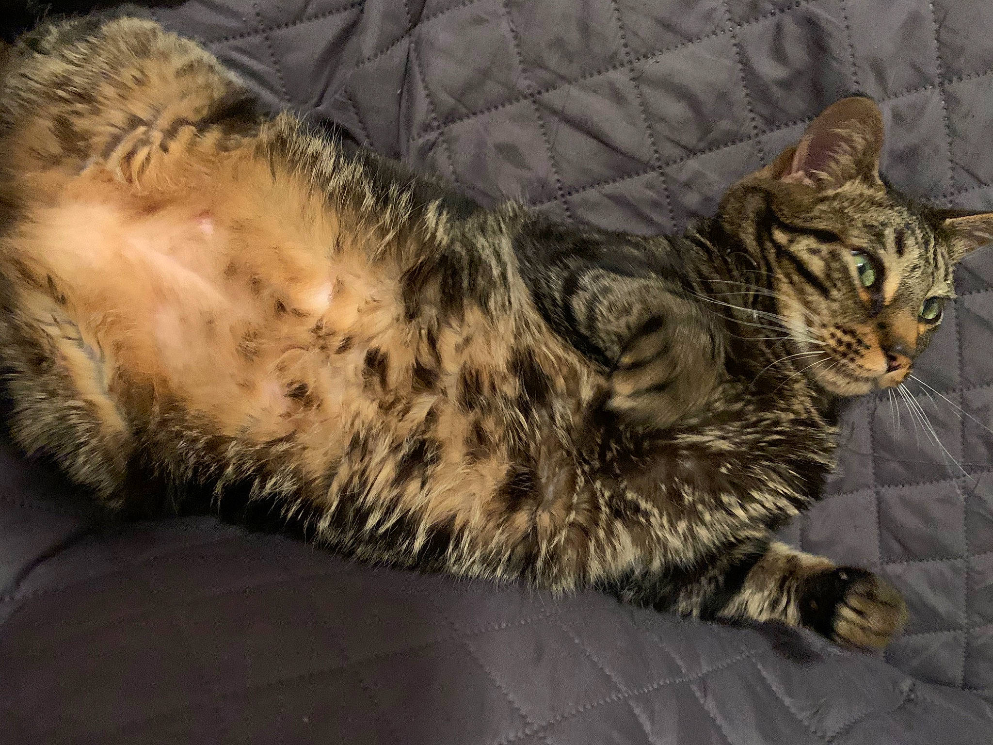 Ovechkin joined the competition — help win amazing prizes! carnivore, cat, claw, comfort, domestic_short_haired_cat, felidae, fur, nap, paw, small_to_medium_sized_cats, snout, tail, terrestrial_animal, whiskers, wildlife