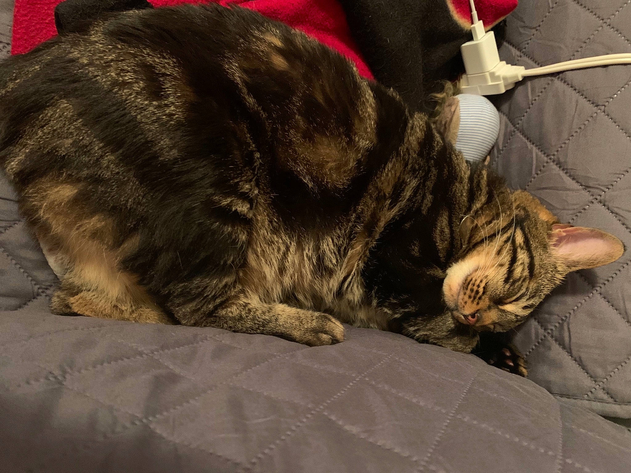 Ovechkin joined the competition — help win amazing prizes! canidae, carnivore, cat, claw, comfort, domestic_short_haired_cat, felidae, fur, grey, nap, paw, sleep, small_to_medium_sized_cats, snout, sporting_group, tail, terrestrial_animal, whiskers