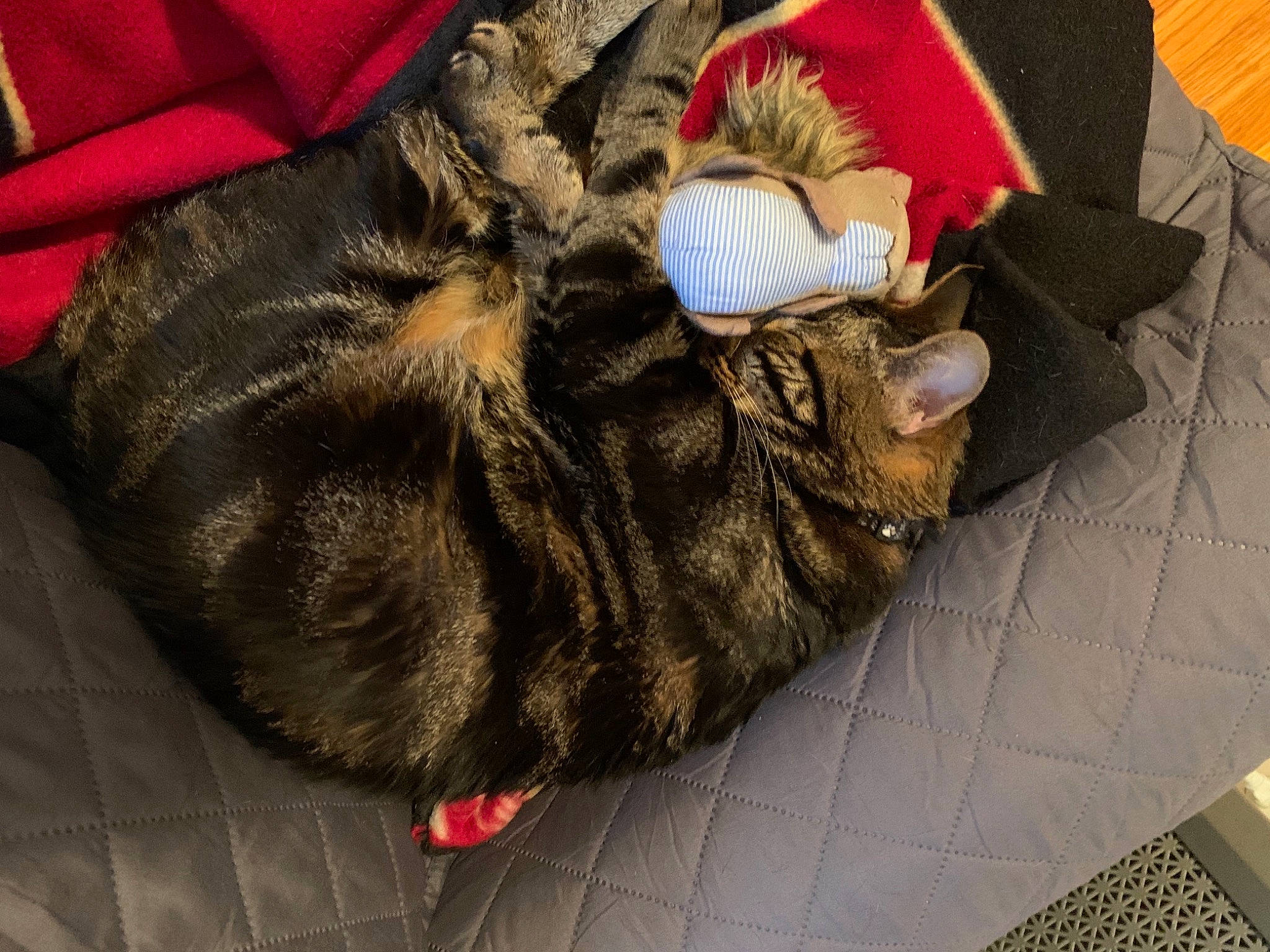 Ovechkin joined the competition — help win amazing prizes! bag, bed, canidae, carnivore, cat, claw, comfort, dog_breed, domestic_short_haired_cat, felidae, fur, human_leg, linens, nap, paw, sleep, small_to_medium_sized_cats, sporting_group, tail, whiskers