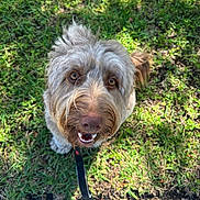 Shiloh is registered to the contest to win money with this photo: dog, canine, grass, sidewalk, leash, outdoor, pet, happy, smiling, fur, brown, friendly, sunlight, nature, animal, mammal, companion, cute, looking_up, daylight