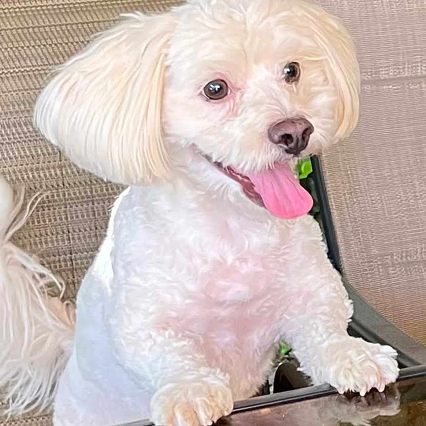 Lucky is registered to the contest to win money with this photo: animal, bodypart, canine, cushion, dog, dogbed, hair, homedecor, mouth, person, pet, poodle, puppy, racket, sport, tennis, tennisracket, terrier, tongue, whitedog