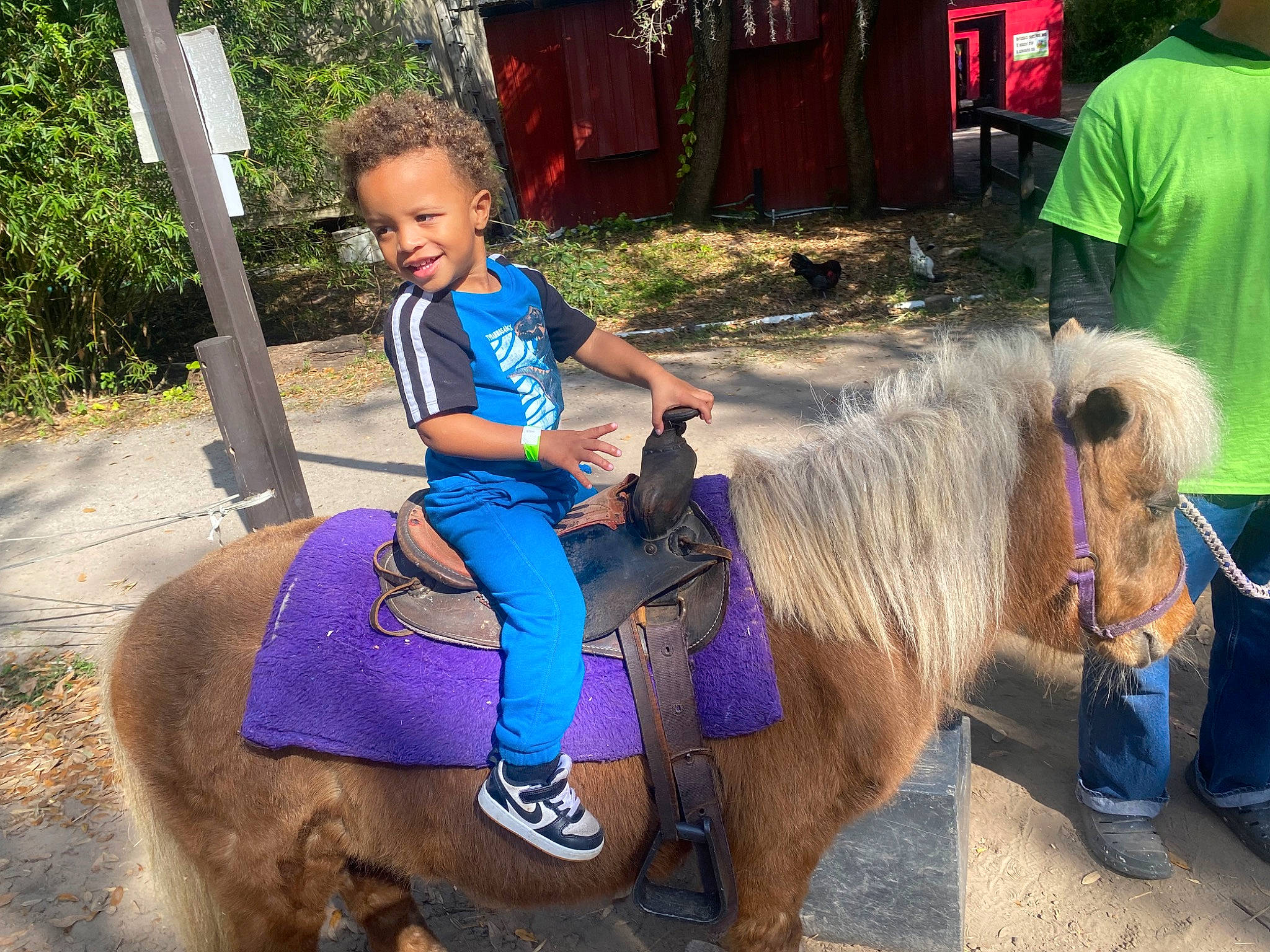 Kingston is registered to the contest to win money with this photo: bridle, eye, fun, hair, halter, head, horse, horse_supplies, horse_tack, livestock, mammal, mane, person, plant, recreation, rein, t_shirt, toddler, tree, vertebrate