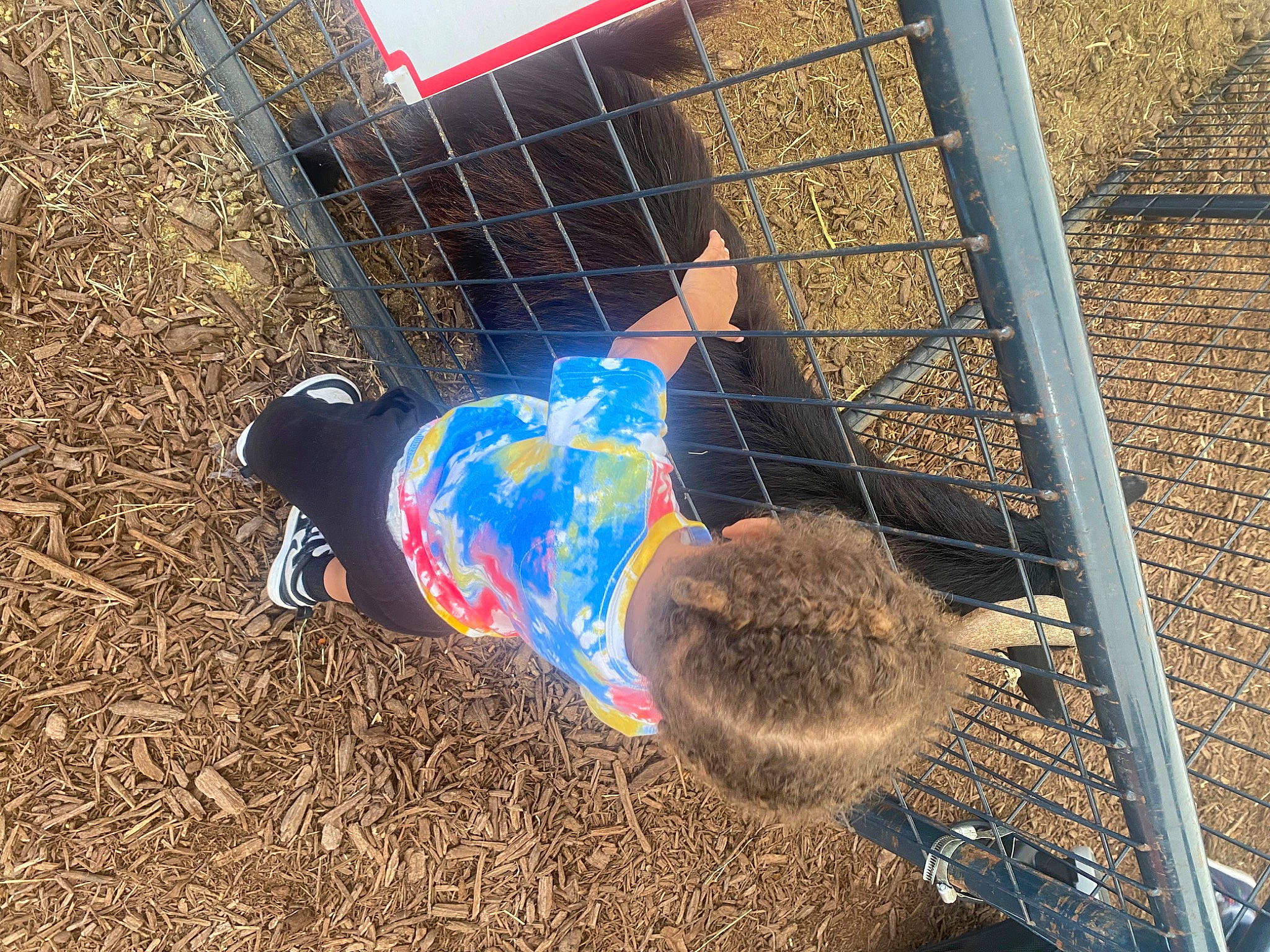 Kingston joined the competition — help win amazing prizes! chain_link_fencing, electric_blue, fence, fun, fur, grass, mesh, metal, net, pattern, people_in_nature, person, recreation, shadow, soil, sporting_group, toddler, wire_fencing