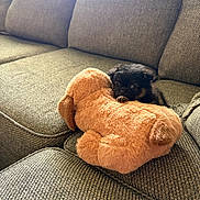 Pepper is registered to the contest to win money with this photo: puppy, stuffed_toy, plush, couch, fabric, texture, brown, black, small_dog, pet, indoor, cozy, cute, hiding, animal, toy, soft, furniture, home, companion