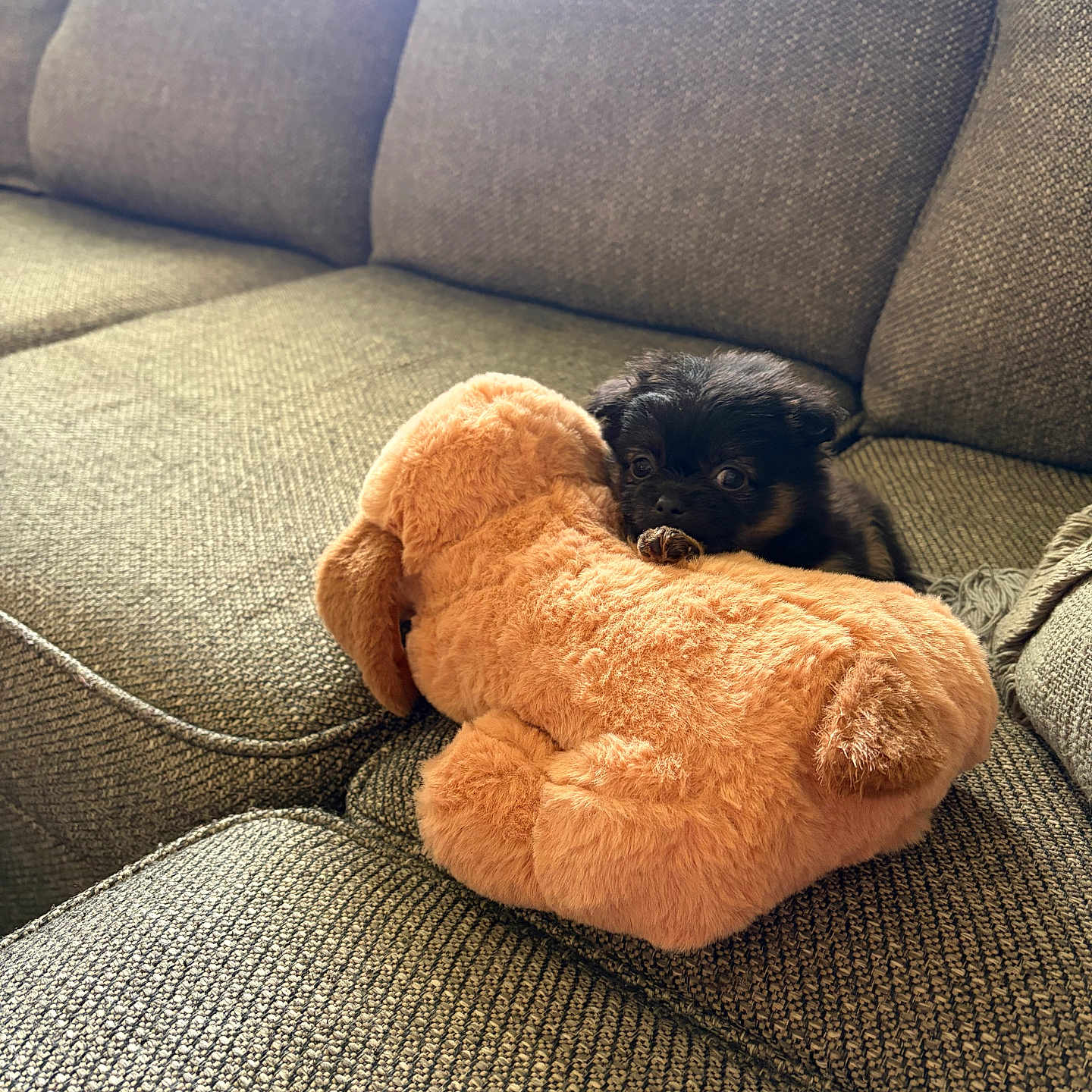 Pepper