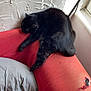 Bouboule a rejoint le concours — aidez-le/la à gagner de superbes lots ! black_cat, cat, furniture, couch, red_couch, pillow, indoor, window, daylight, wall, textured_wall, pet, relaxed, stretching, animal, home, cozy, resting, domestic_cat, fur
