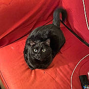 Bouboule participe au concours pour gagner de l'argent avec cette photo : cat, black_cat, pet, animal, indoor, red_couch, furniture, tail, eyes, sitting, looking_up, domestic_cat, curious, cozy, living_room, remote_control, cable, fur, whiskers, home