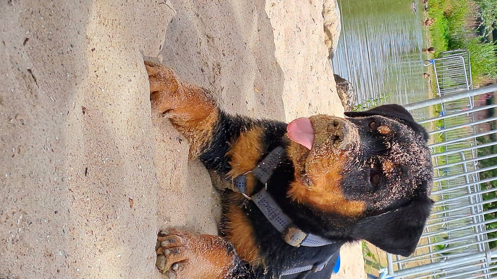 Paco a rejoint le concours — aidez-le/la à gagner de superbes lots ! canidae, carnivore, collar, companion_dog, dog, dog_breed, dog_collar, dog_supply, fawn, foot, fur, guard_dog, lake, leash, paw, sporting_group, tail, water, window, working_animal