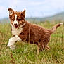 Anko participe au concours pour gagner de l'argent avec cette photo : puppy, dog, brown, white, grass, field, outdoor, animal, pet, playful, running, young, cute, fur, nature, leaping, happy, mammal, canine, energetic