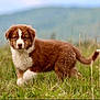 puppy, dog, grass, field, outdoor, nature, animal, brown, white, fur, cute, young, pet, canine, walking, green, landscape, blurred_background, tail, ears