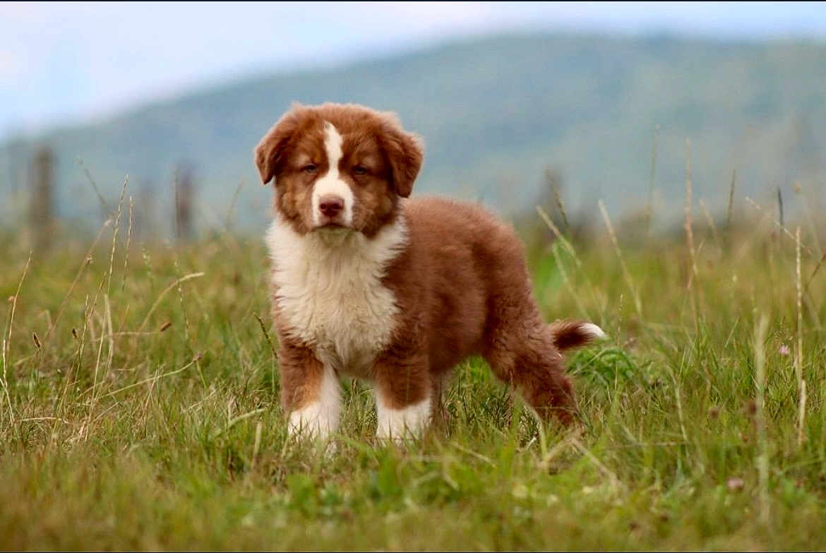Anko participe au concours pour gagner de l'argent avec cette photo : puppy, dog, grass, field, outdoor, nature, animal, mammal, fluffy, brown, white, young, cute, pet, portrait, canine, standing, fur, background_blur, eyes