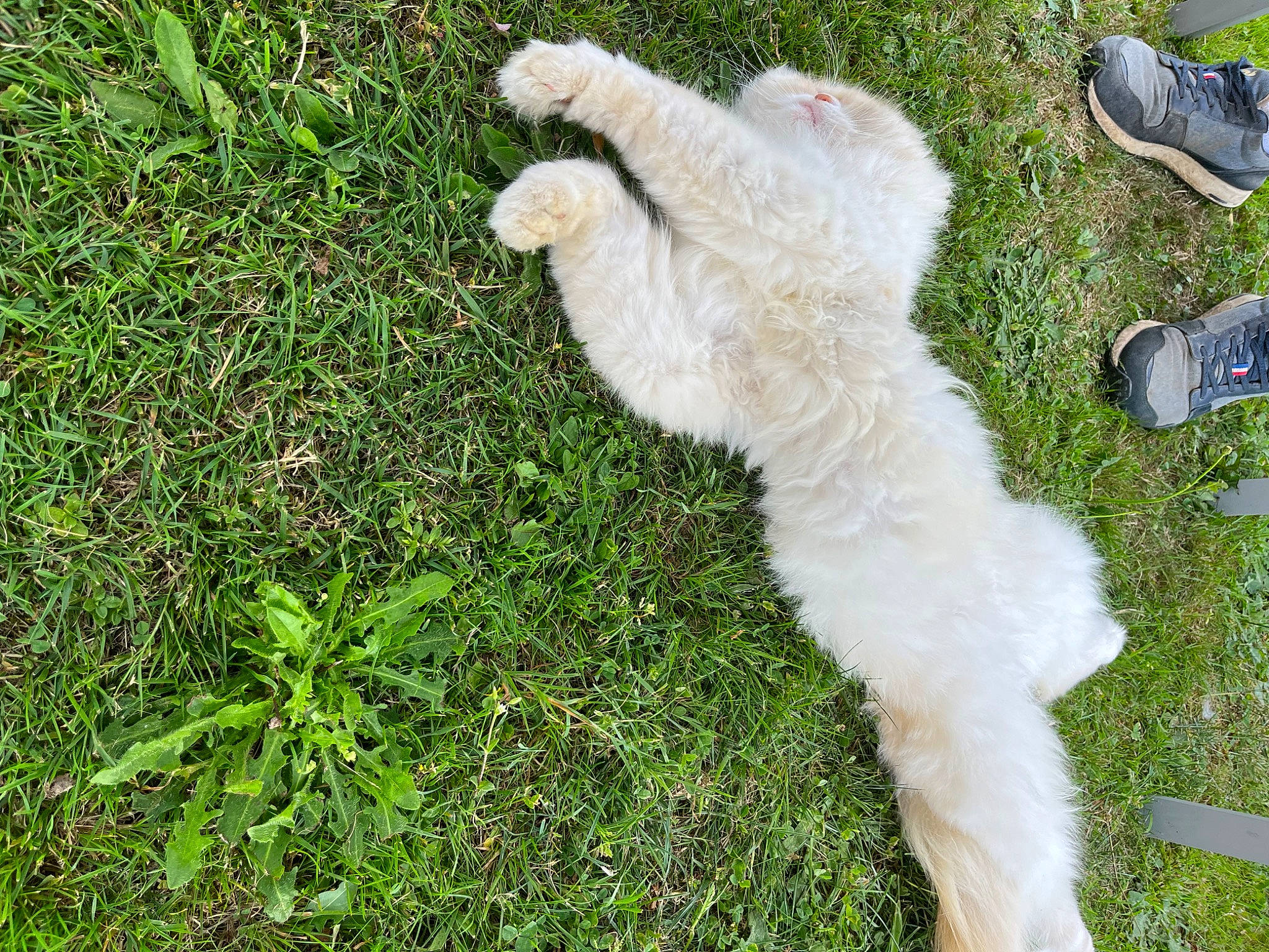 Sushi a rejoint le concours — aidez-le/la à gagner de superbes lots ! carnivore, companion_dog, dog, dog_breed, fur, grass, groundcover, lawn, outdoor_shoe, plant, sporting_group, tail, terrestrial_animal, walking_shoe