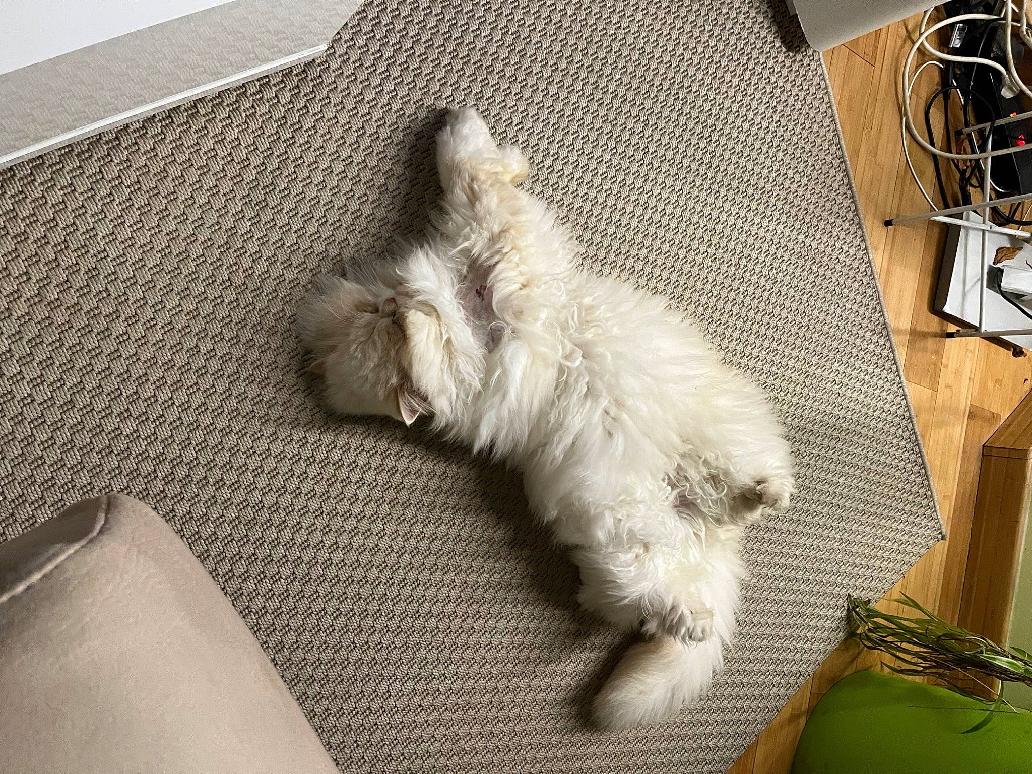 Sushi a rejoint le concours — aidez-le/la à gagner de superbes lots ! canidae, carnivore, claw, comfort, companion_dog, dog_breed, felidae, flooring, fur, nap, paw, small_to_medium_sized_cats, snout, sporting_group, tail, terrier, toy_dog, whiskers