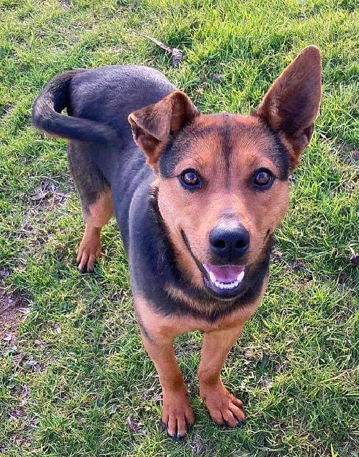 Lexi joined the competition — help win amazing prizes! art, canidae, carnivore, companion_dog, dog, dog_breed, fawn, grass, herding_dog, plant, snout, sporting_group, terrestrial_animal, whiskers, working_animal, working_dog