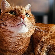 Doodle joined the competition — help win amazing prizes! cat, ginger_cat, feline, pet, close_up, indoor, resting, fur, whiskers, blanket, bedroom, domestic_animal, animal, cute, relaxed, green_eyes, soft_light, cozy, portrait, mammal