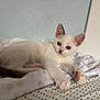 Angel is registered to the contest to win money with this photo: kitten, cat, pet, animal, white_fur, blue_eyes, bed, sheet, indoor, cute, young, paw, stretching, resting, cozy, fur, small, mammal, domestic, curious