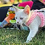 Angel joined the competition — help win amazing prizes! kitten, white_cat, grass, harness, pink_harness, blue_eyes, outdoor, pet, animal, young_cat, whiskers, soft_focus, feline, cute, closeup, curious, walking, nature, domestic_cat, small_animal