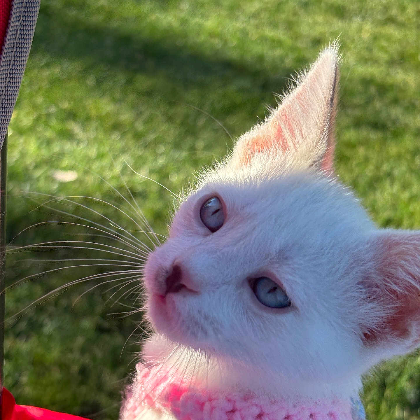 Angel is registered to the contest to win money with this photo: animal, blue_eyes, cat, closeup, curious, cute, feline, green_grass, kitten, nature, outdoor, pet, pink_collar, portrait, small_animal, soft_fur, sunlight, whiskers, white_fur, young