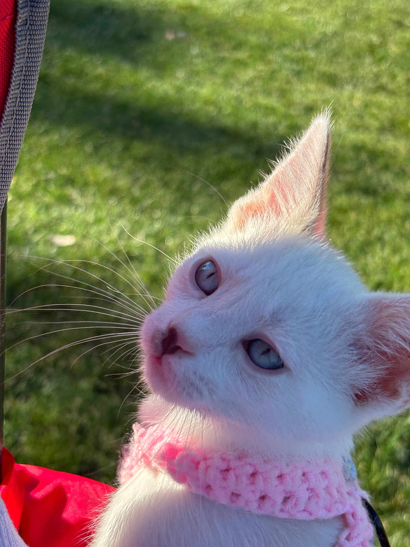 Angel is registered to the contest to win money with this photo: kitten, cat, white_fur, blue_eyes, pink_collar, whiskers, outdoor, green_grass, sunlight, pet, animal, cute, young, closeup, feline, nature, soft_fur, portrait, curious, small_animal