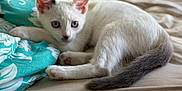 Angel joined the competition — help win amazing prizes! kitten, cat, white_cat, blue_eyes, bed, blanket, fluffy, tail, animal, pet, indoor, resting, curious, young_cat, feline, cute, cozy, soft_light, closeup, laying