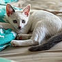 kitten, cat, white_cat, blue_eyes, bed, blanket, fluffy, tail, animal, pet, indoor, resting, curious, young_cat, feline, cute, cozy, soft_light, closeup, laying