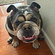 Prudence joined the competition — help win amazing prizes! bulldog, dog, pet, indoor, floor, wooden_floor, wall, ears, face, smile, teeth, paw, animal, canine, companion, cute, closeup, brown, black, white
