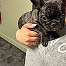 animal, brindle, close_up, cute, dog, ear, floor, french_bulldog, grey_shirt, hand, holding, indoor, mammal, nail_polish, person, pet, portrait, puppy, ring, wall