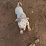 animal, brown, canine, curious, dirt, dog, ears, grass, ground, muddy, nature, outdoor, paw, pet, playful, puppy, small, tail, white, young