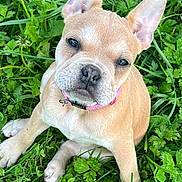 Vanille participe au concours pour gagner de l'argent avec cette photo : animal, bostonbull, boxer, bulldog, canine, dog, frenchbulldog, grass, green, herbal, herbs, lawn, leaf, person, pet, pitbull, plant, puppy, soil, whitedog