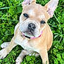 animal, bostonbull, boxer, bulldog, canine, dog, frenchbulldog, grass, green, herbal, herbs, lawn, leaf, person, pet, pitbull, plant, puppy, soil, whitedog