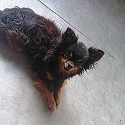 Marley participe au concours pour gagner de l'argent avec cette photo : dog, small_dog, fluffy, long_hair, black_and_tan, pet, animal, portrait, lying_down, concrete, floor, indoors, looking_up, pointy_ears, fur, companion_animal, cute, relaxed, photography, vertical_image