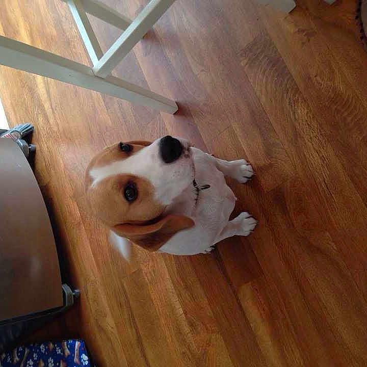 Bailey joined the competition — help win amazing prizes!