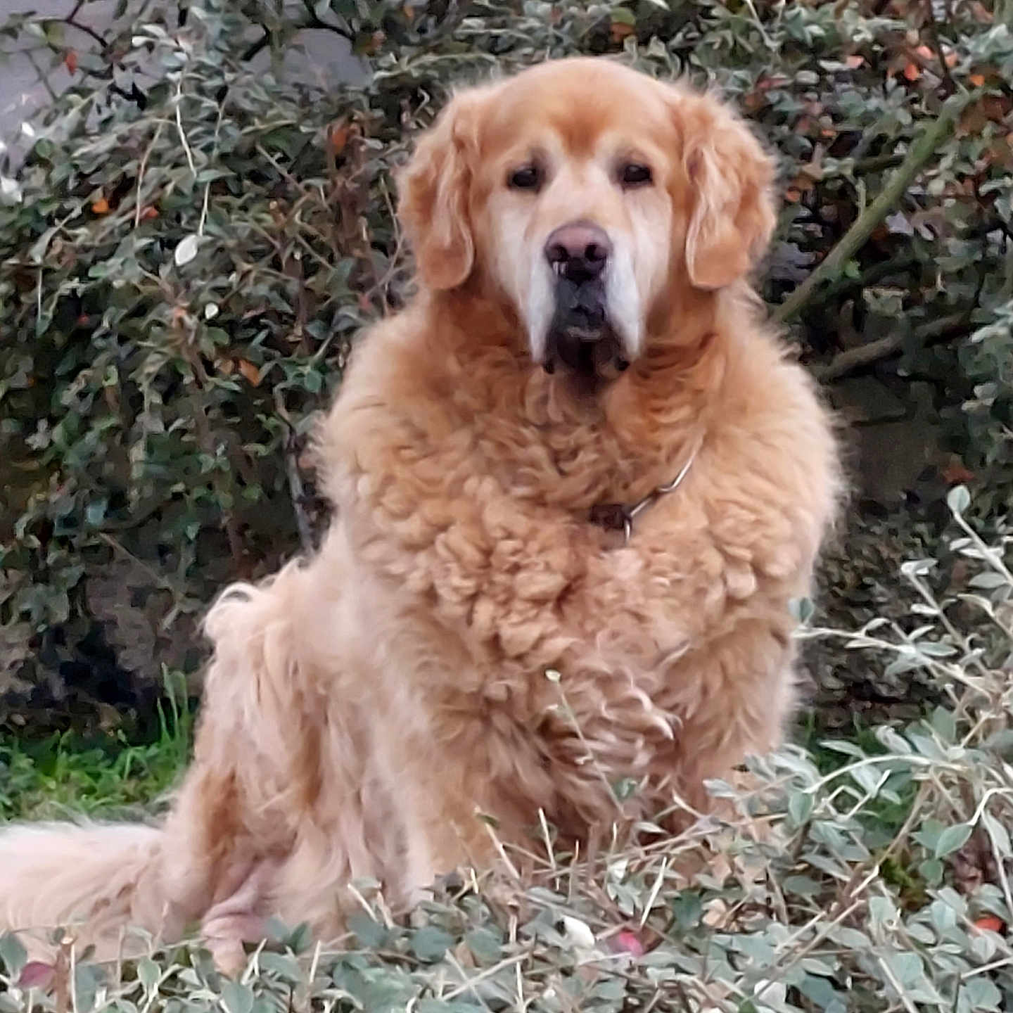 Ipso participe au concours pour gagner de l'argent avec cette photo : animal, canine, chow, cockerspaniel, dog, eskimodog, goldenretriever, grass, herbal, herbs, hound, ivy, outdoors, pet, plant, poodle, puppy, terrier, vegetation, whitedog