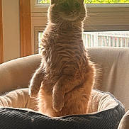 Harry joined the competition — help win amazing prizes! cat, orange_cat, pet, indoor, window, greenery, plant, furniture, bed, cozy, curious, fluffy, animal, whiskers, ears, sitting, soft_light, relaxed, home, cute