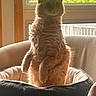 cat, orange_cat, pet, indoor, window, greenery, plant, furniture, bed, cozy, curious, fluffy, animal, whiskers, ears, sitting, soft_light, relaxed, home, cute