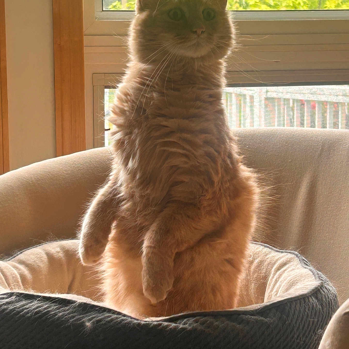 Harry joined the competition — help win amazing prizes! cat, orange_cat, pet, indoor, window, greenery, plant, furniture, bed, cozy, curious, fluffy, animal, whiskers, ears, sitting, soft_light, relaxed, home, cute