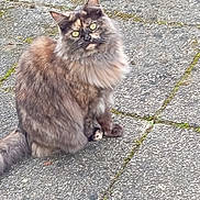 Myrtille a rejoint le concours — aidez-le/la à gagner de superbes lots ! cat, tortoiseshell, fluffy, sitting, outdoor, pavement, stone, moss, curious, yellow_eyes, pet, animal, feline, fur, whiskers, tail, nature, closeup, daylight, quiet