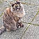 Myrtille