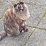 cat, tortoiseshell, fluffy, sitting, outdoor, pavement, stone, moss, curious, yellow_eyes, pet, animal, feline, fur, whiskers, tail, nature, closeup, daylight, quiet