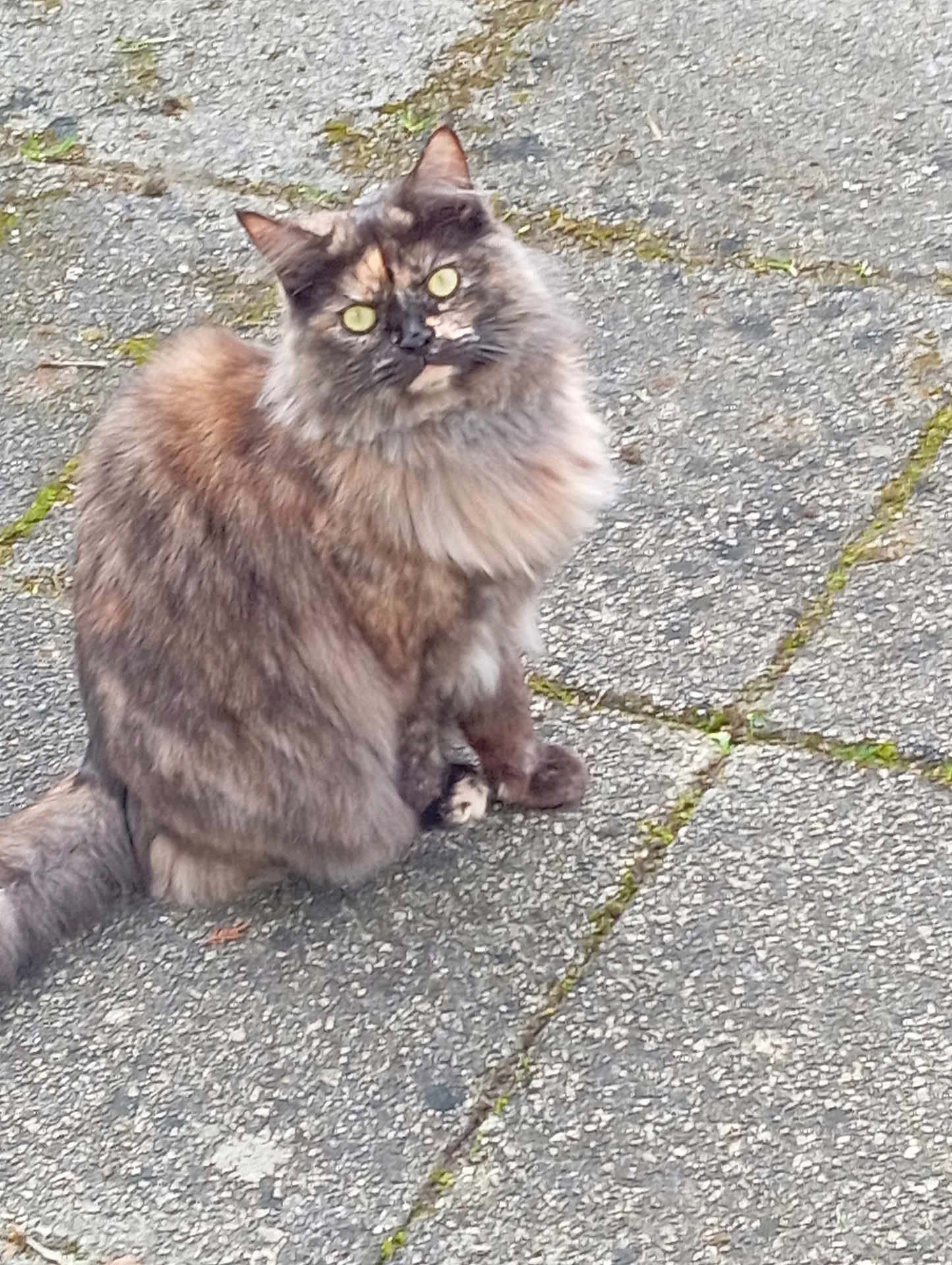 Myrtille a rejoint le concours — aidez-le/la à gagner de superbes lots ! cat, tortoiseshell, fluffy, sitting, outdoor, pavement, stone, moss, curious, yellow_eyes, pet, animal, feline, fur, whiskers, tail, nature, closeup, daylight, quiet