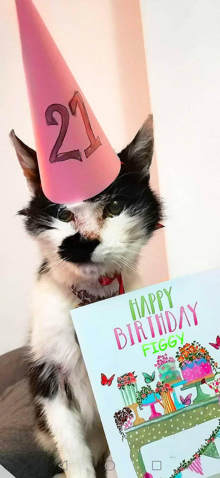 Figaro is registered to the contest to win money with this photo: advertising, book, box, carmine, carnivore, cat, cat_supply, cone, costume_hat, fashion_accessory, felidae, font, fur, packaging_and_labeling, paper_product, pet_supply, publication, small_to_medium_sized_cats, tail, whiskers