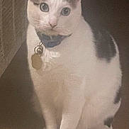 Oreo joined the competition — help win amazing prizes! cat, indoor, pet, white_cat, black_spots, collar, tag, floor, carpet, animal, feline, sitting, looking, eyes, ears, whiskers, domestic, cute, portrait, curious