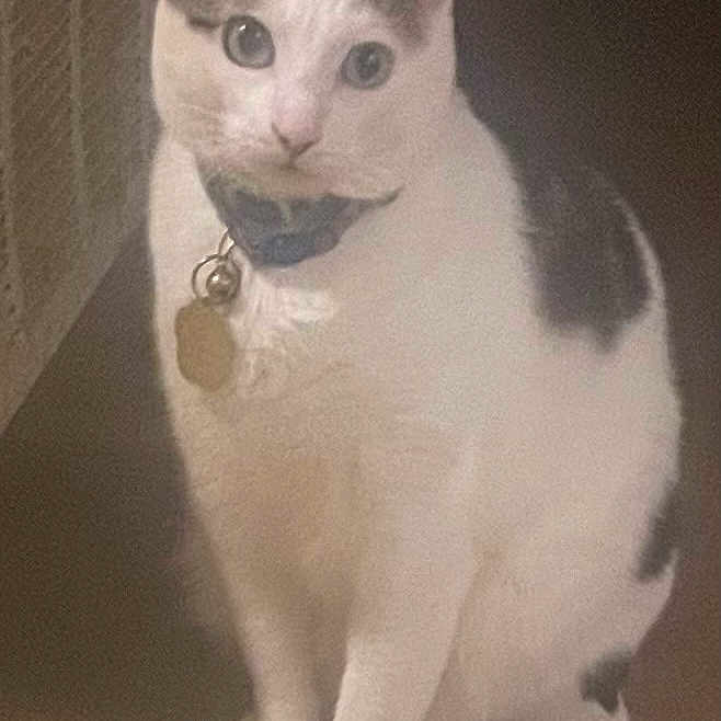 Oreo joined the competition — help win amazing prizes! cat, indoor, pet, white_cat, black_spots, collar, tag, floor, carpet, animal, feline, sitting, looking, eyes, ears, whiskers, domestic, cute, portrait, curious