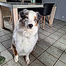 dog, puppy, australian_shepherd, blue_eyes, fluffy, long_hair, white_fur, brown_patches, black_patches, sitting, portrait, indoors, dining_room, dining_table, chairs, tiled_floor, home, kitchen, pet, looking_at_camera