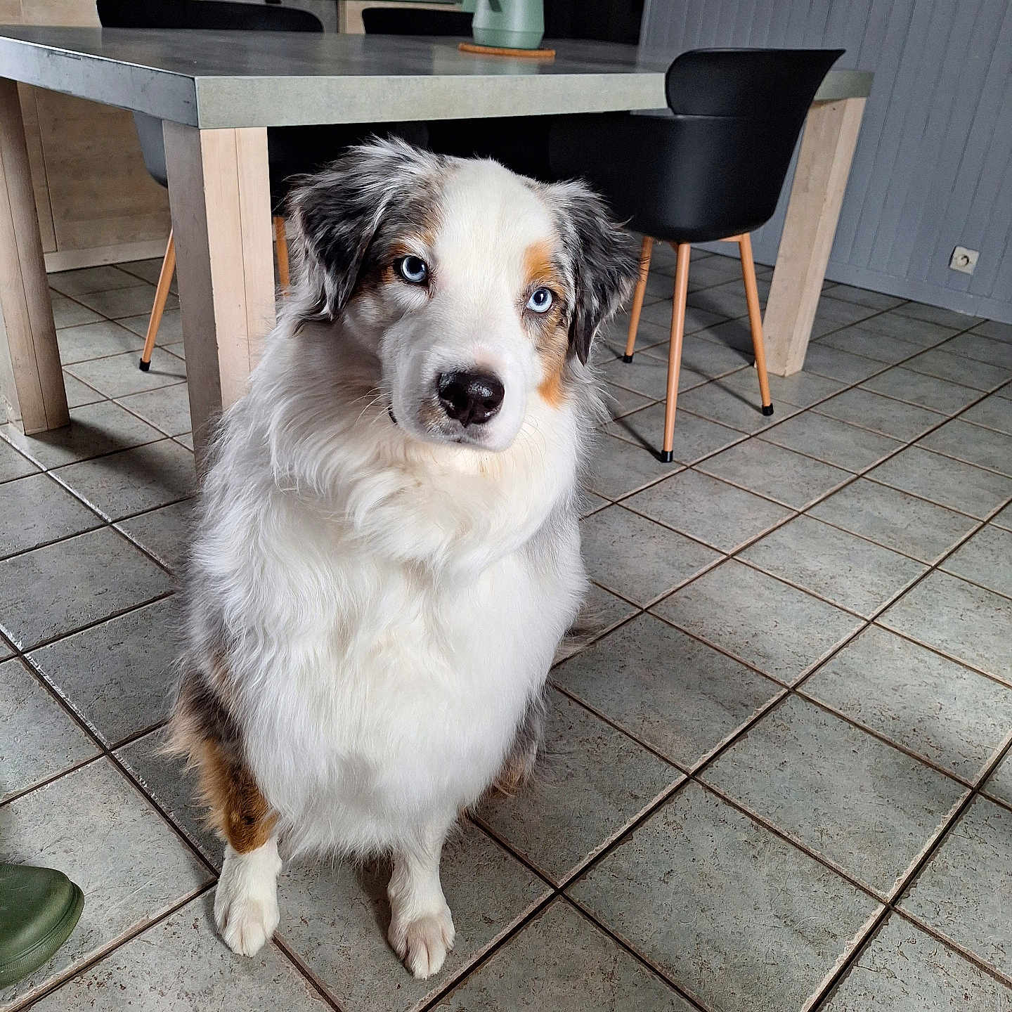 Umi a rejoint le concours — aidez-le/la à gagner de superbes lots ! dog, puppy, australian_shepherd, blue_eyes, fluffy, long_hair, white_fur, brown_patches, black_patches, sitting, portrait, indoors, dining_room, dining_table, chairs, tiled_floor, home, kitchen, pet, looking_at_camera